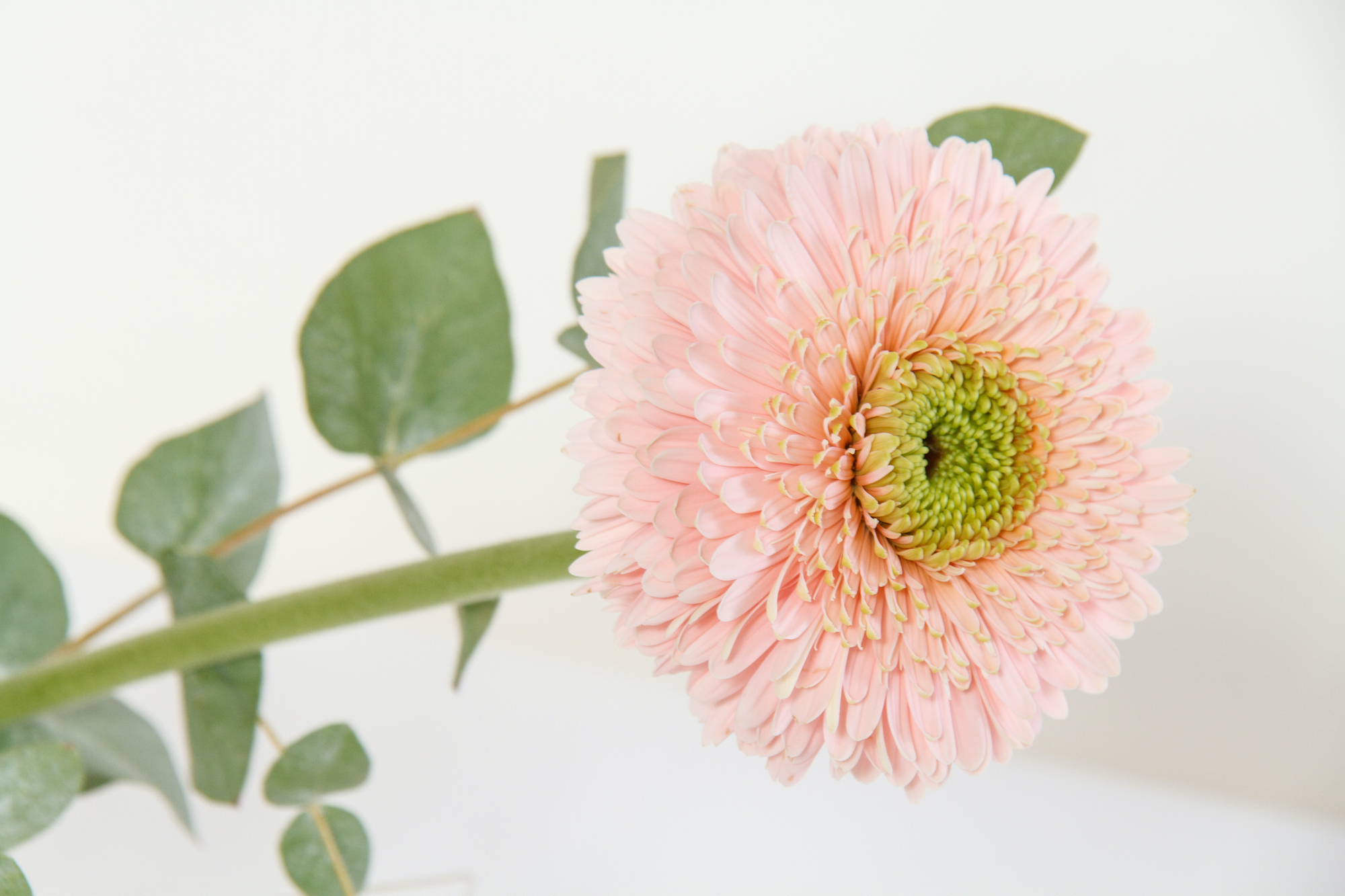 Innenraumbegruenungen — Wir lieben Blumen